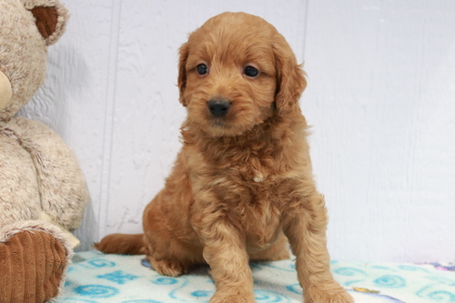 Labradoodle Puppies (Male and Female)