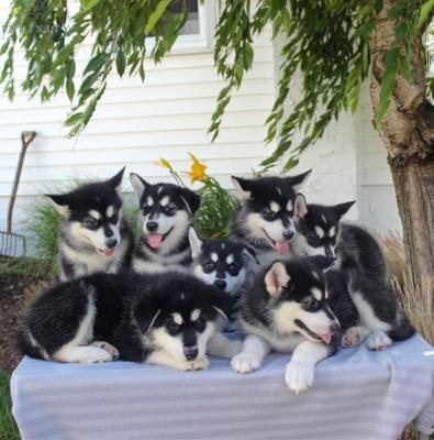 Price Reduced for Kc Reg Alaskan Malamute Puppies