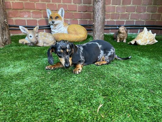 Adorable Miniature Dapple Dachshund Puppies!