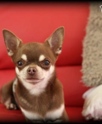 Extensively Health chihuahua ready