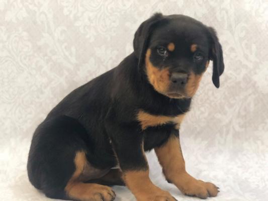 QUALITY, HEALTHY rottweiler  puppies ready