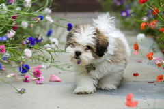 Extensively Health Tested lhasa apso  ready