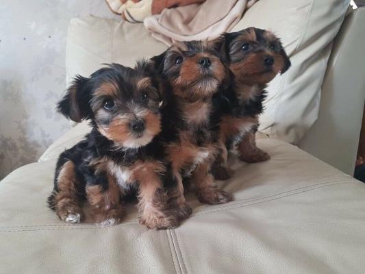 Pups for Sale Yorkshire terrier