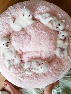 Adorable Cuddly Pomeranians