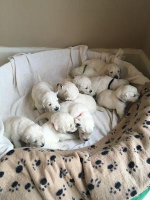Gorgeous Maltese Puppies Available