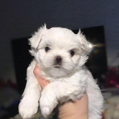 Maltese puppies ready for a new home