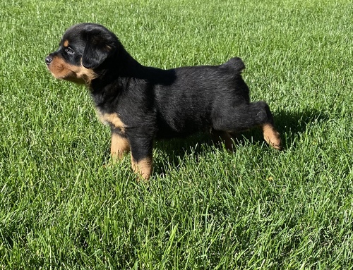 Quality Rottweiler  Puppies