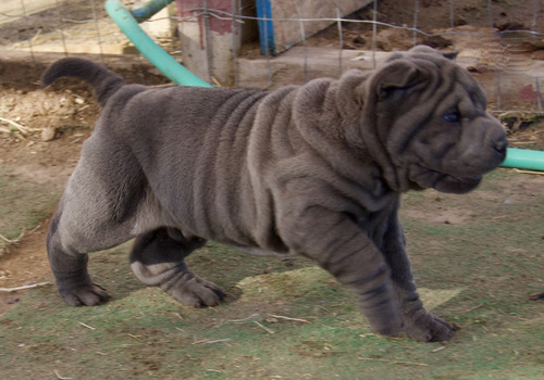 Kind natured chinese Shar-Pei FOR SALE
