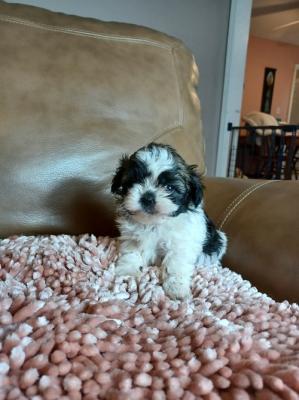 Fully wormed shih tzu puppies for sale