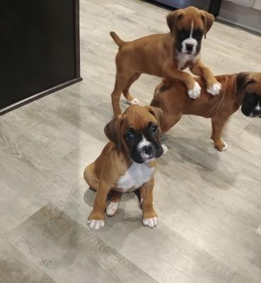 1st vaccinations BOXER puppies for sale