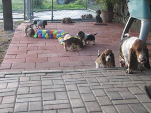 kc Basset Hound Puppies For Sale