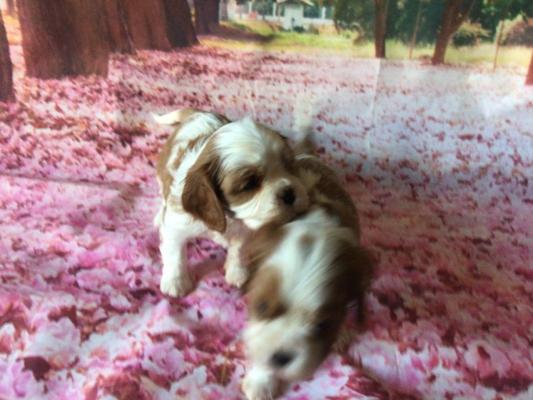 Cavalier King Charles Puppies for Sale
