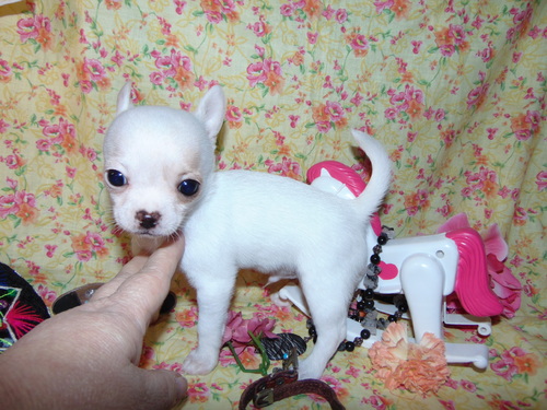 Cute and adorable male & female Chihuahua puppies