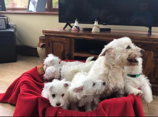West Highland White Terrier Puppies