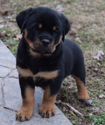 Male and female Rottweiler puppies for pet lovers.