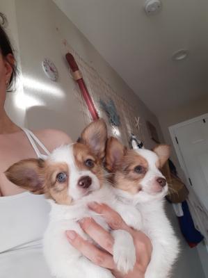 Fully weaned papillon puppies ready