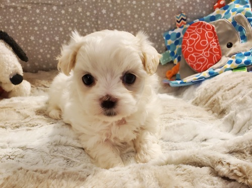 1st vaccination MALTESE puppies for sale