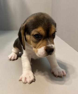 gorgeous healthy BEAGLE puppies are now ready