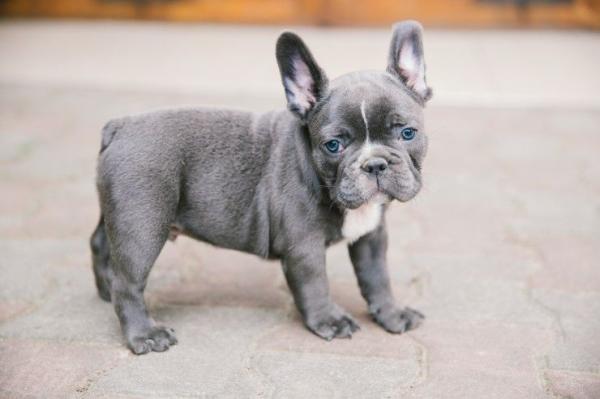   diligent French Bulldogs  For Sale