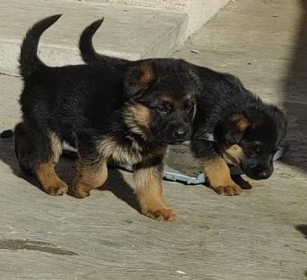 Magnetic Gernan Shepherd puppies for sale