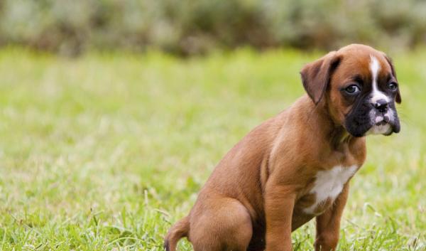 Zealous Boxer puppies for sale