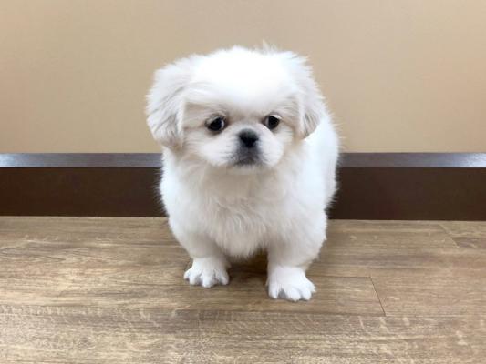 Sincere Pekingese puppies for sale