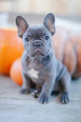 Reliable French Bulldog Puppies for sale