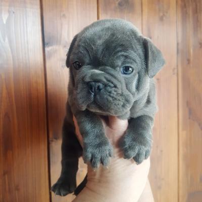  Strong French Bulldogs puppies for sale