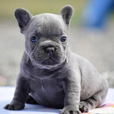 Courageous French Bulldog Puppy For Sale