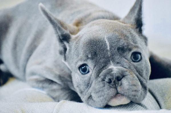 Stupendous  French Bulldogs for sale