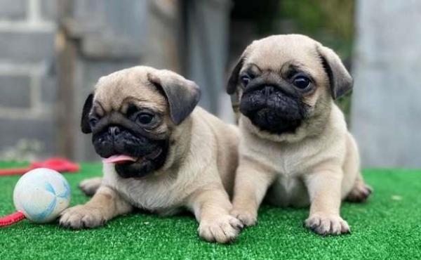 Likeable Pug puppies for sale