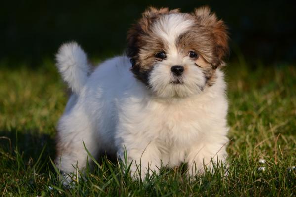 Resourceful Lhasa Apso for sale