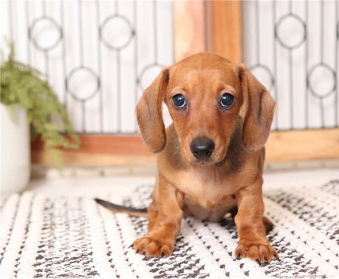 Generous Dachshund puppies for sale