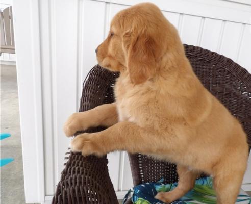  Exceptional Golden Retriever puppies for sale
