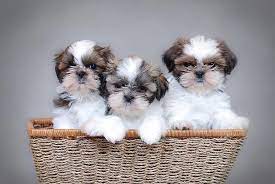 Trustworthy Siberian Husky puppies for sale