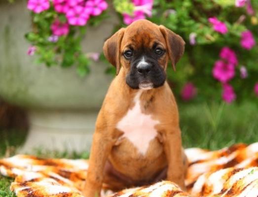 Wise Boxer puppies for sale 