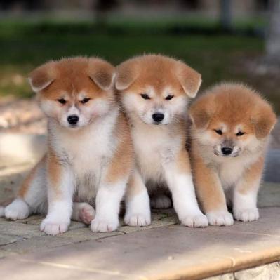 Resilient Akita puppies for sale