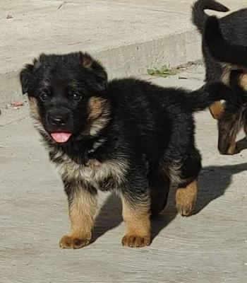 Divine German Shepherd puppies for sale