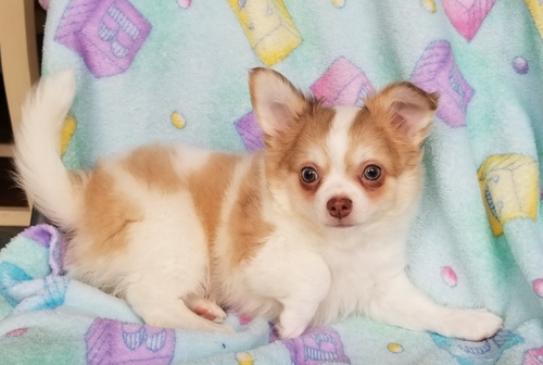 Versatile Chihuahua puppies for sale