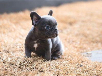 Modest French Bulldog puppies for sale