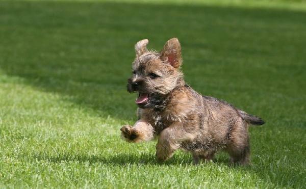 Enchanting Cairn Terrier puppies for sale