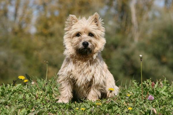Courageous Cairn Terrier puppies for sale 