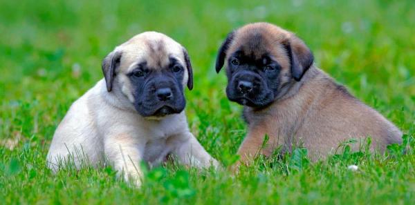 Friendly Mastiff puppies for sale