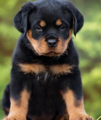 Witty Rottweiler puppies for sale
