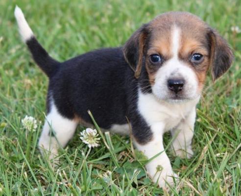 KC Registered Beagle Pups