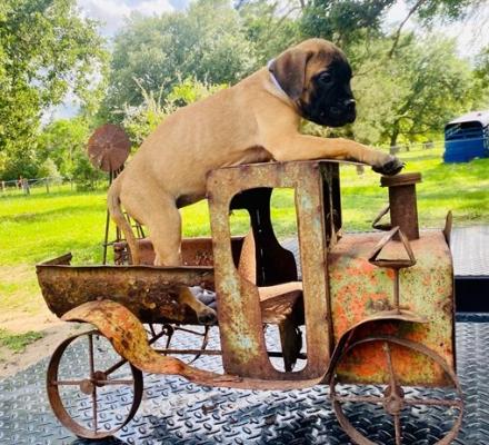 KC Registered Bullmastiff  Pups for sale
