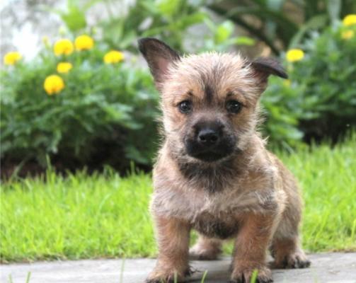Efficient Cairn Terrier puppies for sale