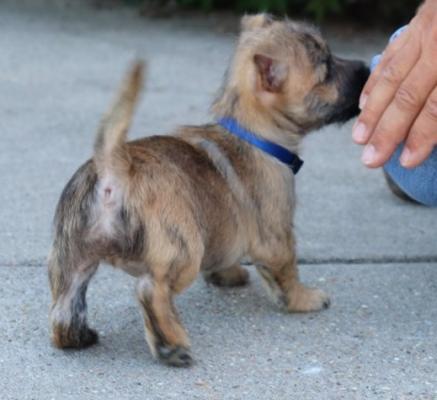 KC Registered Cairn Terrier Pups for sale