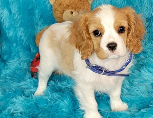 KC Cavalier King Charles Spaniel Pups for sale