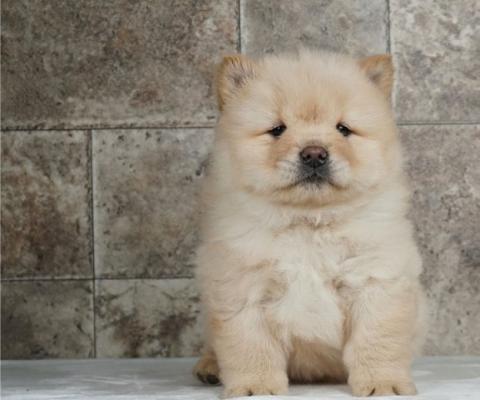 KC Registered Chow Chow Pups for sale